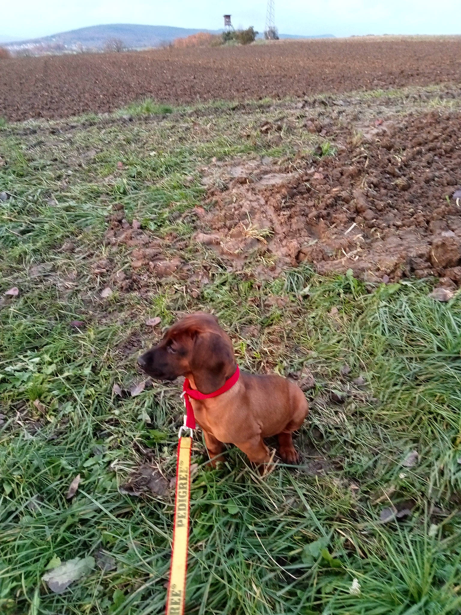 Olaf a rejoint le concours — aidez-le/la à gagner de superbes lots ! agriculture, carnivore, collar, dog, dog_breed, fawn, field, grass, grass_family, grassland, groundcover, gun_dog, landscape, liver, plant, sky, soil, sporting_group, terrestrial_animal, working_animal