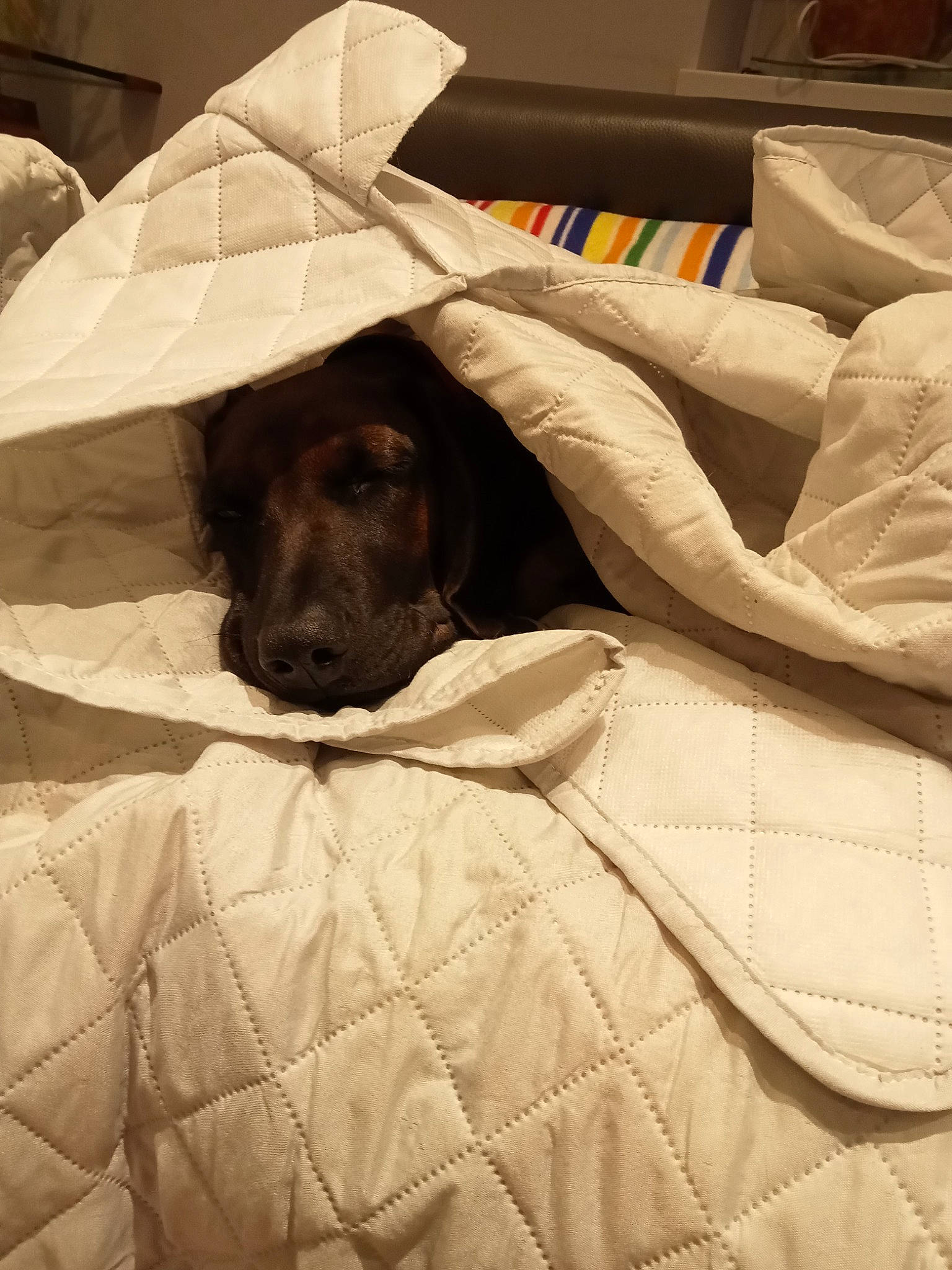 Olaf a rejoint le concours — aidez-le/la à gagner de superbes lots ! bed, bedding, bedroom, brown, carnivore, comfort, companion_dog, dog, dog_breed, duvet, fawn, flooring, fur, linens, liver, snout, sporting_group, textile, tints_and_shades, working_animal