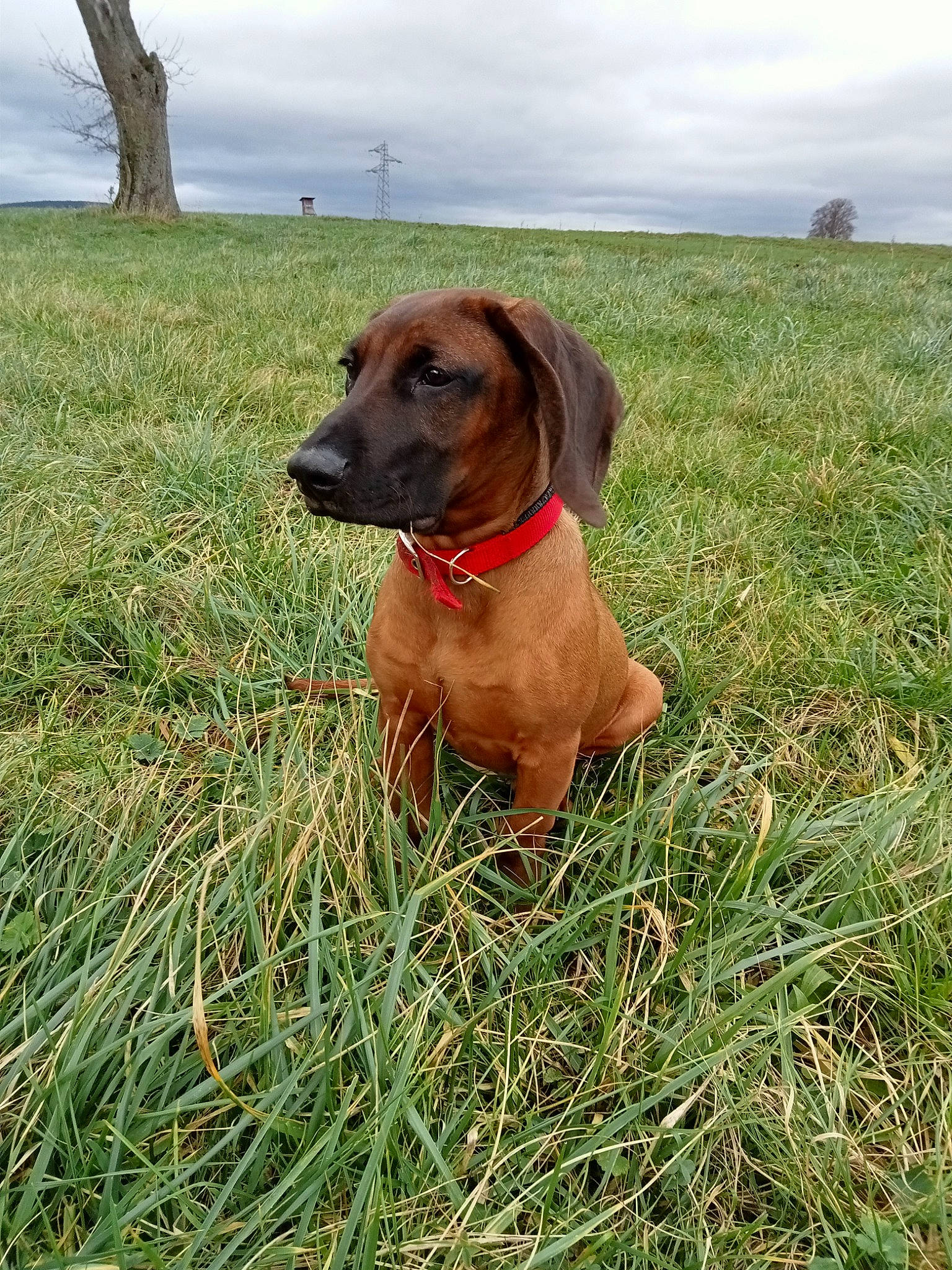Olaf participe au concours pour gagner de l'argent avec cette photo : carnivore, cloud, collar, companion_dog, dog, dog_breed, dog_collar, dog_supply, fawn, grass, grassland, gun_dog, liver, pet_supply, prairie, sky, snout, sporting_group, terrestrial_animal, working_animal