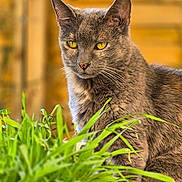 Ghandy participe au concours pour gagner de l'argent avec cette photo : cat, gray_cat, yellow_eyes, plant, green_leaves, wooden_background, outdoor, nature, pet, animal, feline, domestic_cat, closeup, portrait, fur, whiskers, sitting, curious, daylight, natural_light
