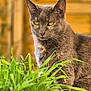 cat, gray_cat, yellow_eyes, plant, green_leaves, wooden_background, outdoor, nature, pet, animal, feline, domestic_cat, closeup, portrait, fur, whiskers, sitting, curious, daylight, natural_light