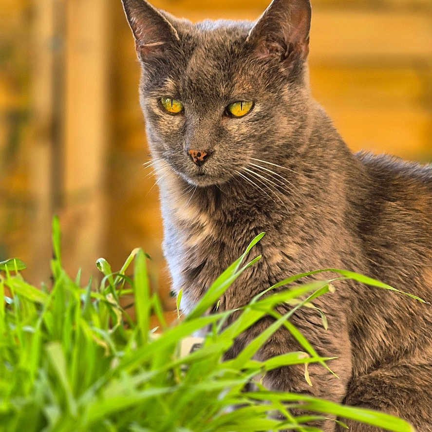 Ghandy participe au concours pour gagner de l'argent avec cette photo : animal, cat, closeup, curious, daylight, domestic_cat, feline, fur, gray_cat, green_leaves, natural_light, nature, outdoor, pet, plant, portrait, sitting, whiskers, wooden_background, yellow_eyes