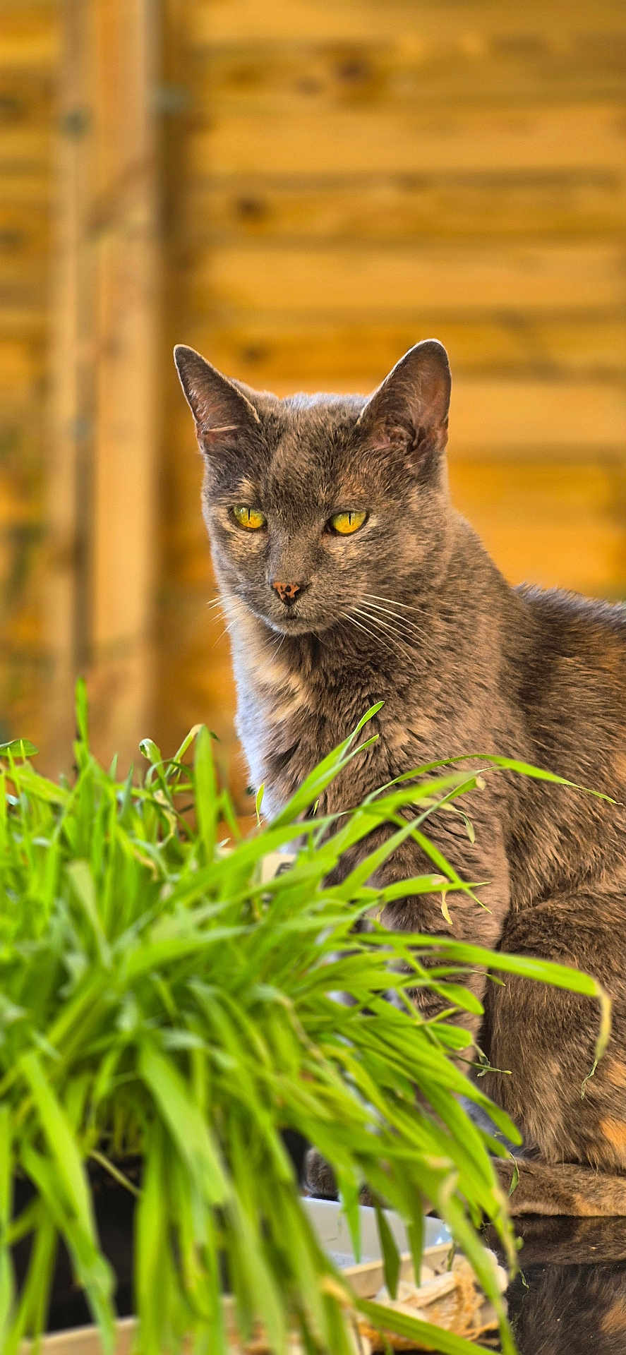 Ghandy participe au concours pour gagner de l'argent avec cette photo : cat, gray_cat, yellow_eyes, plant, green_leaves, wooden_background, outdoor, nature, pet, animal, feline, domestic_cat, closeup, portrait, fur, whiskers, sitting, curious, daylight, natural_light