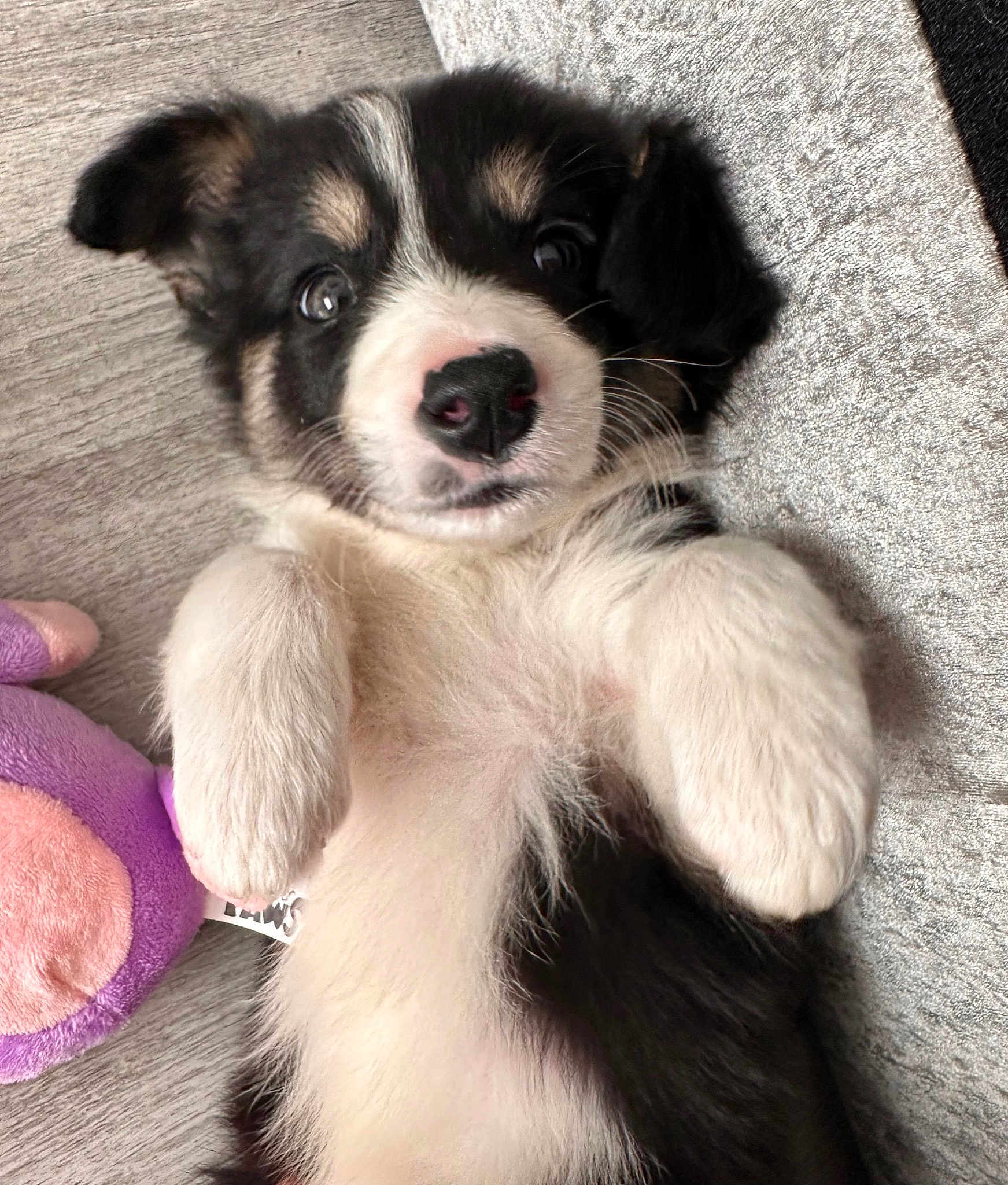 Molly
