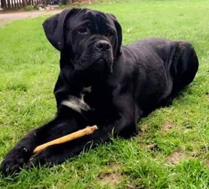 Deuce joined the competition — help win amazing prizes! borador, canidae, carnivore, collar, companion_dog, dog, dog_breed, dog_collar, event, grass, guard_dog, gun_dog, hunting_dog, plant, snout, tail, terrestrial_animal, tree, working_animal, working_dog