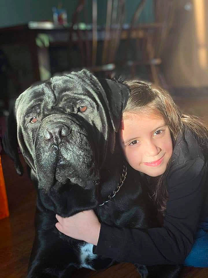 Deuce joined the competition — help win amazing prizes! canidae, carnivore, comfort, companion_dog, conformation_show, dog, dog_breed, dog_collar, fawn, flash_photography, fur, guard_dog, happy, molosser, smile, snout, sporting_group, whiskers, working_dog, wrinkle