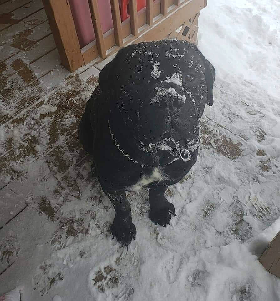 Deuce joined the competition — help win amazing prizes! canidae, carnivore, dog_breed, fawn, flooring, freezing, fur, guard_dog, metal, non_sporting_group, snout, snow, sporting_group, tail, terrestrial_animal, winter, working_animal