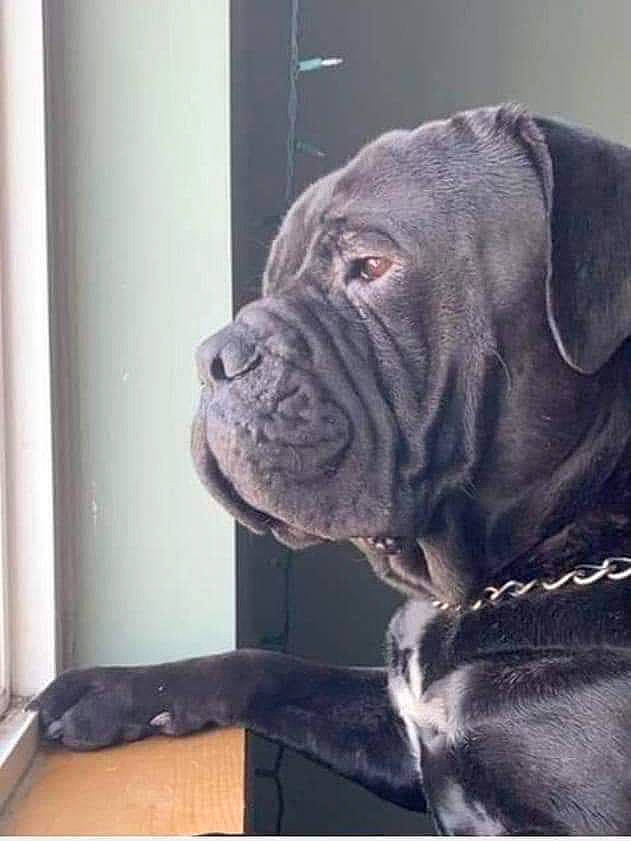 Deuce joined the competition — help win amazing prizes! canidae, carnivore, collar, companion_dog, dog, dog_breed, dog_collar, fawn, fur, giant_dog_breed, guard_dog, metal, molosser, non_sporting_group, snout, sporting_group, tail, whiskers, working_animal, working_dog