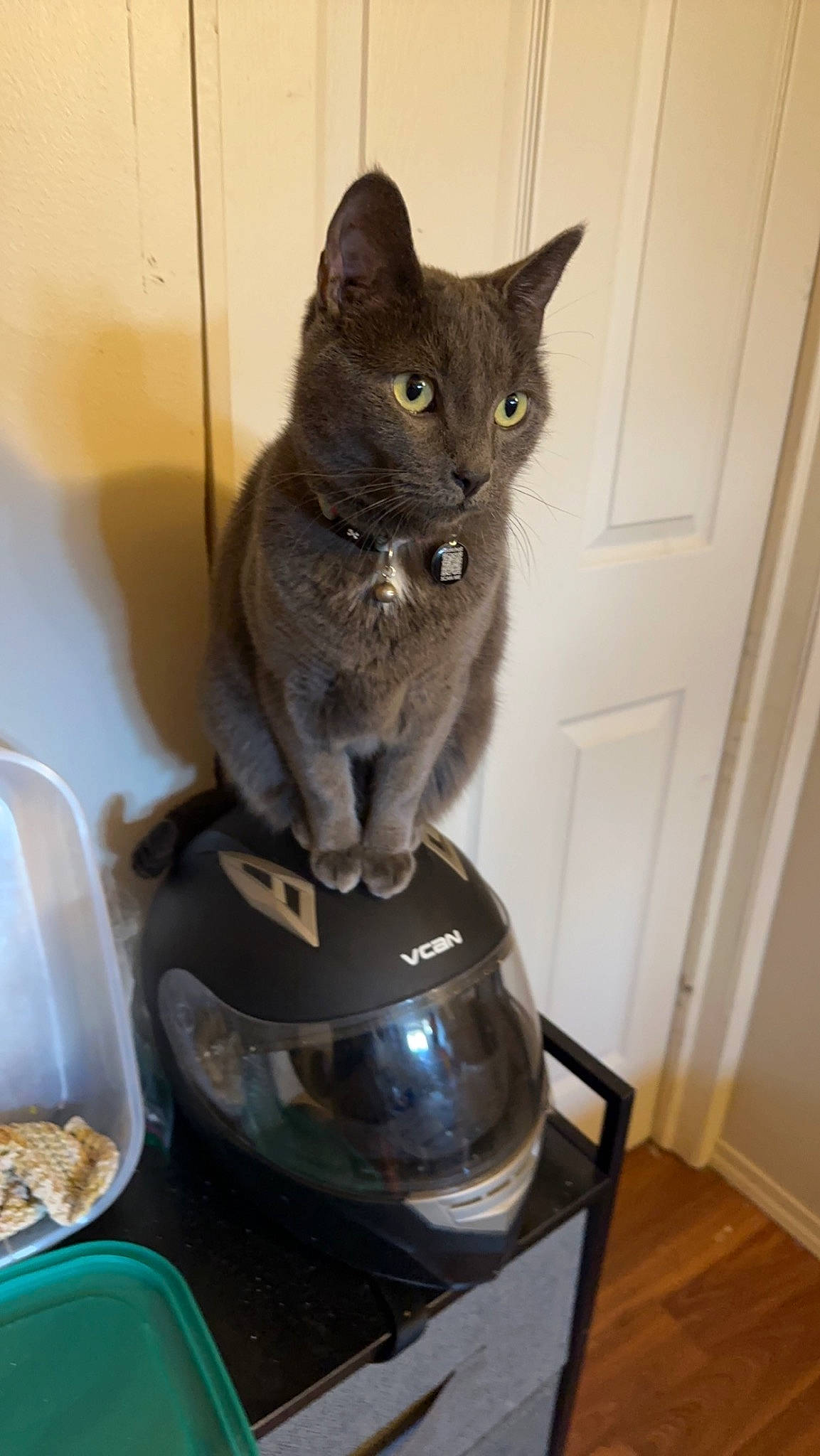 Chaos joined the competition — help win amazing prizes! black_cat, carnivore, cat, cat_supply, cookware_and_bakeware, domestic_short_haired_cat, door, felidae, fur, gas, home_appliance, kitchen_appliance, pet_supply, russian_blue, small_appliance, small_to_medium_sized_cats, snout, tail, whiskers, window