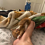 Polo is registered to the contest to win money with this photo: kitten, cat, foot, bed, blanket, playful, orange_cat, paw, indoor, human, furry, cute, pet, cozy, sheet, animal, claws, resting, feline, home