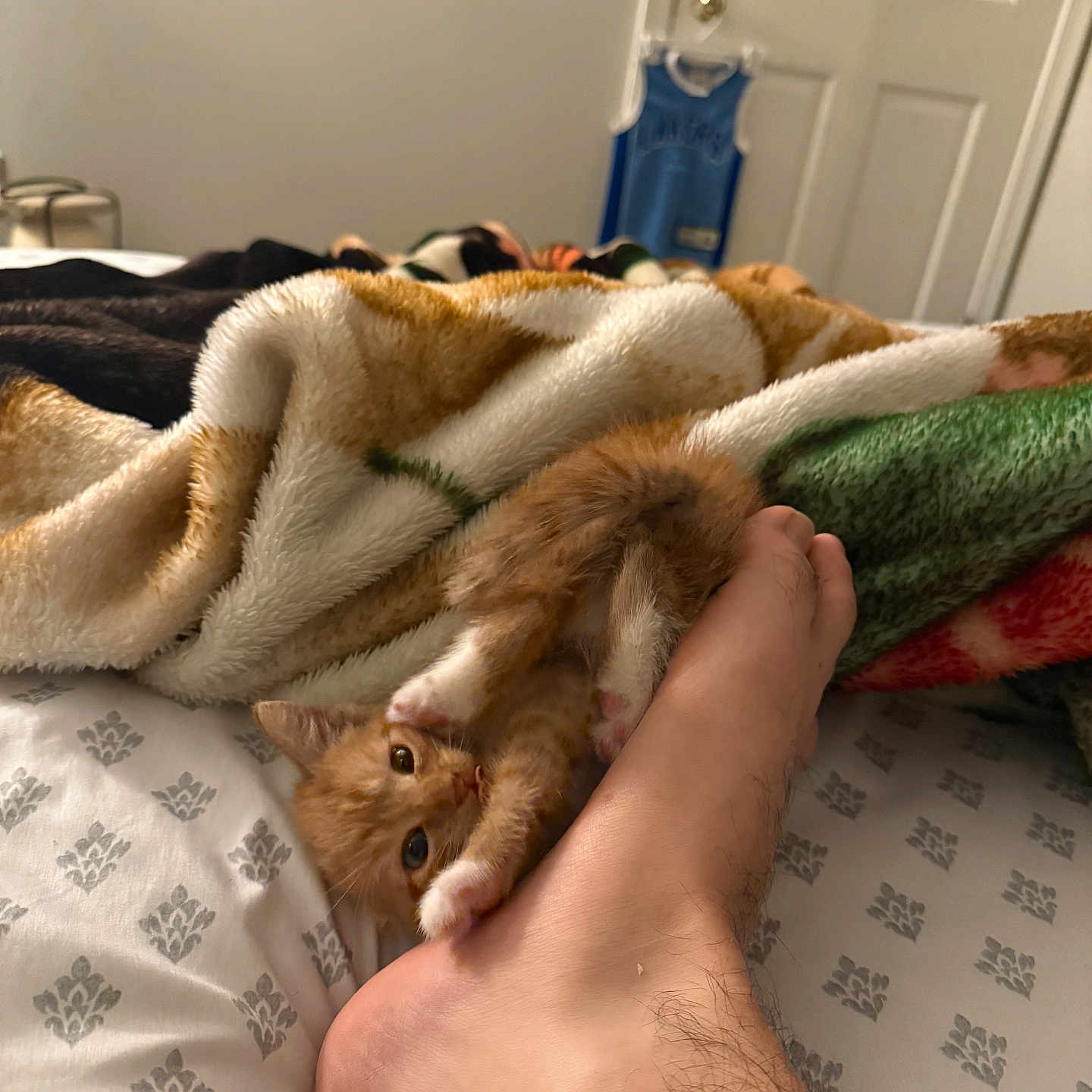 Polo is registered to the contest to win money with this photo: animal, bed, blanket, cat, claws, cozy, cute, feline, foot, furry, home, human, indoor, kitten, orange_cat, paw, pet, playful, resting, sheet