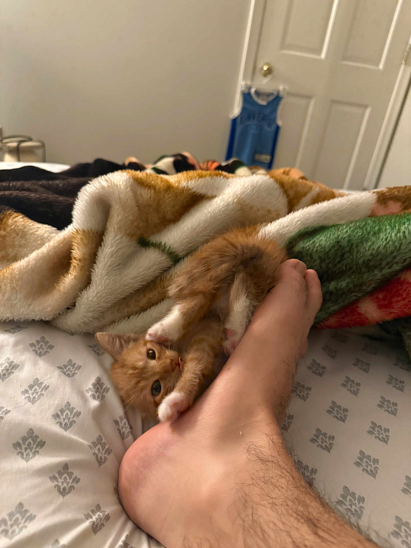Polo is registered to the contest to win money with this photo: kitten, cat, foot, bed, blanket, playful, orange_cat, paw, indoor, human, furry, cute, pet, cozy, sheet, animal, claws, resting, feline, home