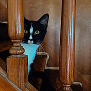 Stinky is registered to the contest to win money with this photo: baluster, banister, black_and_white, cat, closeup, curious, feline, hide_and_seek, indoor, peeking, pet, portrait, portrait_orientation, staircase, stairs, tuxedo_cat, whiskers, wood_texture, wooden_bannister, yellow_eyes