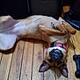 dog, floor, wooden_floor, collar, toy, bone_toy, pet, animal, indoor, playful, lying_down, belly_up, ears, teeth, pink_collar, wood, household, relaxed, smile, canine