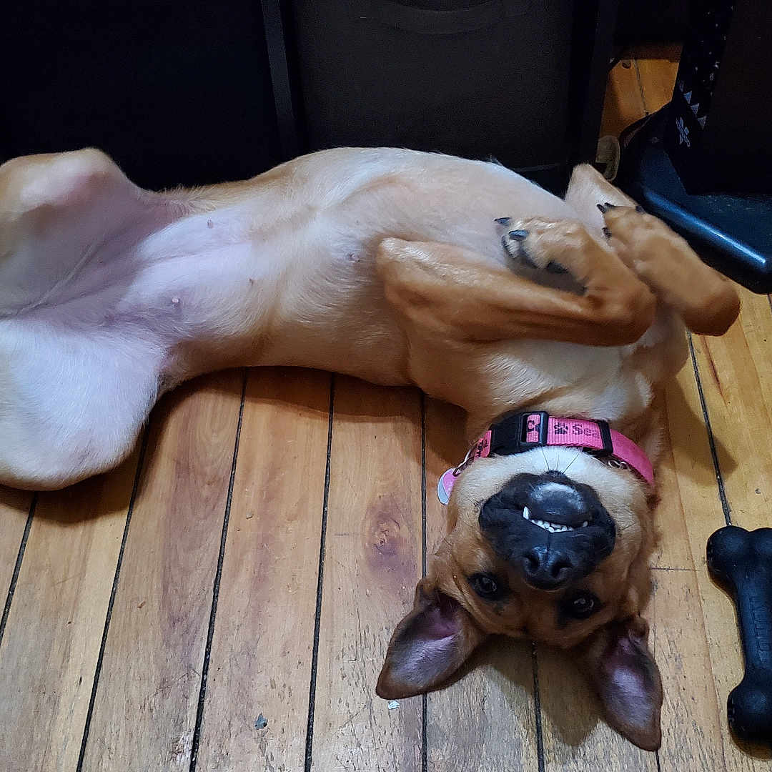 Luna joined the competition — help win amazing prizes! animal, belly_up, bone_toy, canine, collar, dog, ears, floor, household, indoor, lying_down, pet, pink_collar, playful, relaxed, smile, teeth, toy, wood, wooden_floor