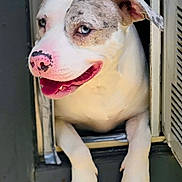 Angel is registered to the contest to win money with this photo: dog, animal, pet, white, spotted, face, tongue, ears, paws, window, opening, cute, playful, happy, domestic, closeup, portrait, indoor, mischievous, canine