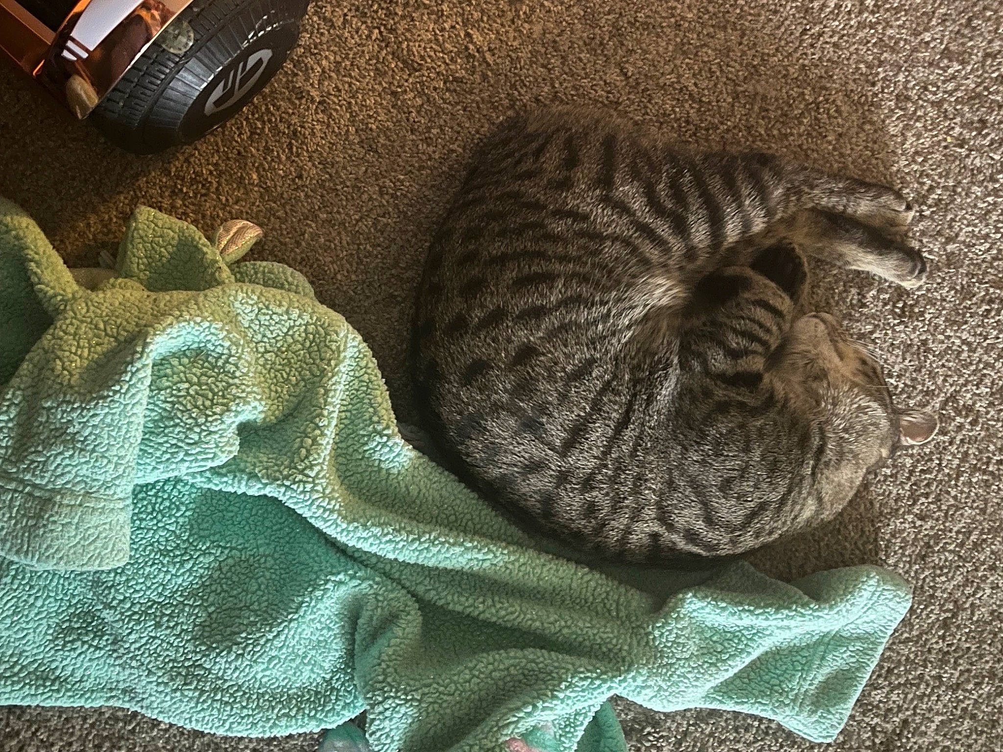 Smokey joined the competition — help win amazing prizes! carnivore, cat, cat_bed, comfort, domestic_short_haired_cat, felidae, fur, grey, headgear, linens, mammal, pattern, small_to_medium_sized_cats, tail, textile, thread, vertebrate, whiskers, wool, woolen