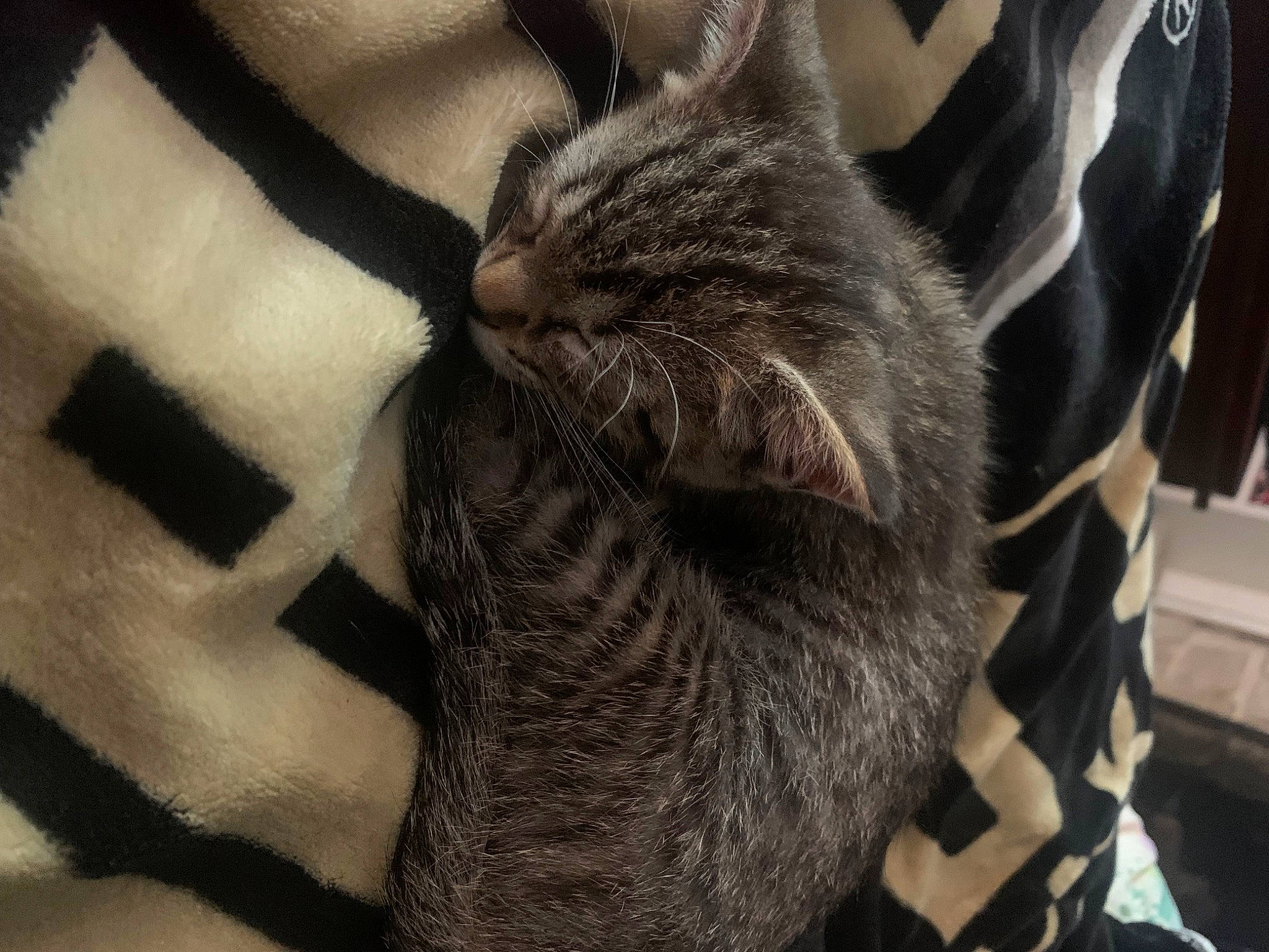 Smokey joined the competition — help win amazing prizes! black_cat, carnivore, cat, claw, comfort, domestic_short_haired_cat, ear, felidae, fur, gesture, grey, human_leg, nap, paw, sleeve, small_to_medium_sized_cats, snout, tail, terrestrial_animal, whiskers