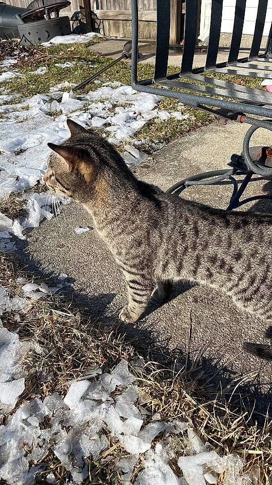Smokey is registered to the contest to win money with this photo: carnivore, cat, domestic_short_haired_cat, felidae, fur, grass, lynx, plant, road_surface, small_to_medium_sized_cats, snout, snow, soil, tail, terrestrial_animal, tree, trunk, whiskers, winter, wood