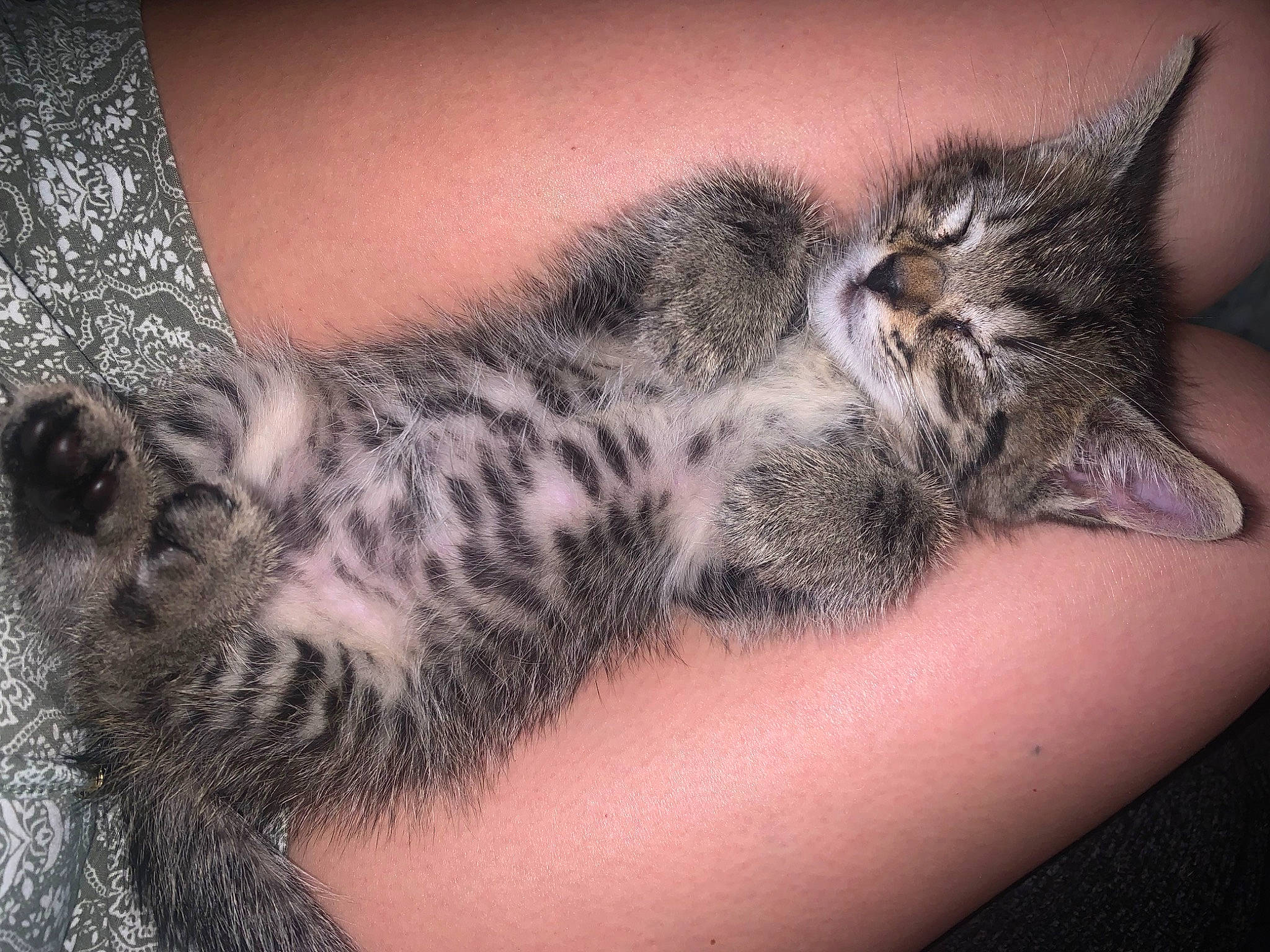 Smokey joined the competition — help win amazing prizes! arm, carnivore, cat, claw, close_up, domestic_short_haired_cat, felidae, flesh, foot, fur, human_body, human_leg, nail, pattern, paw, small_to_medium_sized_cats, tail, terrestrial_animal, thigh, whiskers