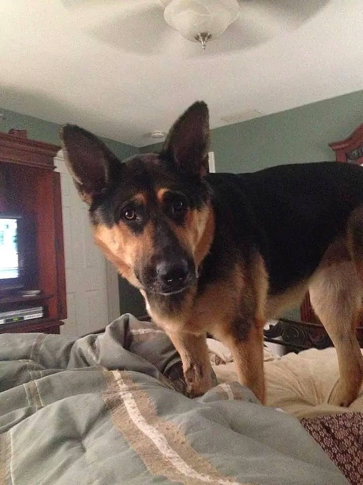 Rio joined the competition — help win amazing prizes! carnivore, comfort, companion_dog, dog, dog_breed, flooring, fur, light_fixture, linens, paw, picture_frame, plant, room, snout, sporting_group, square, television, window, working_animal, working_dog