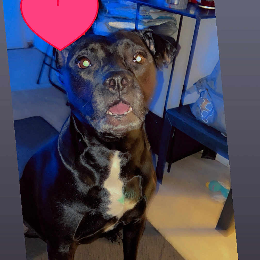 Lady a rejoint le concours — aidez-le/la à gagner de superbes lots ! animal, boxer, bulldog, cabinet, canine, cream, dessert, dog, food, frenchbulldog, furniture, icing, indoors, interiordesign, labradorretriever, person, pet, pitbull, pug, shelf