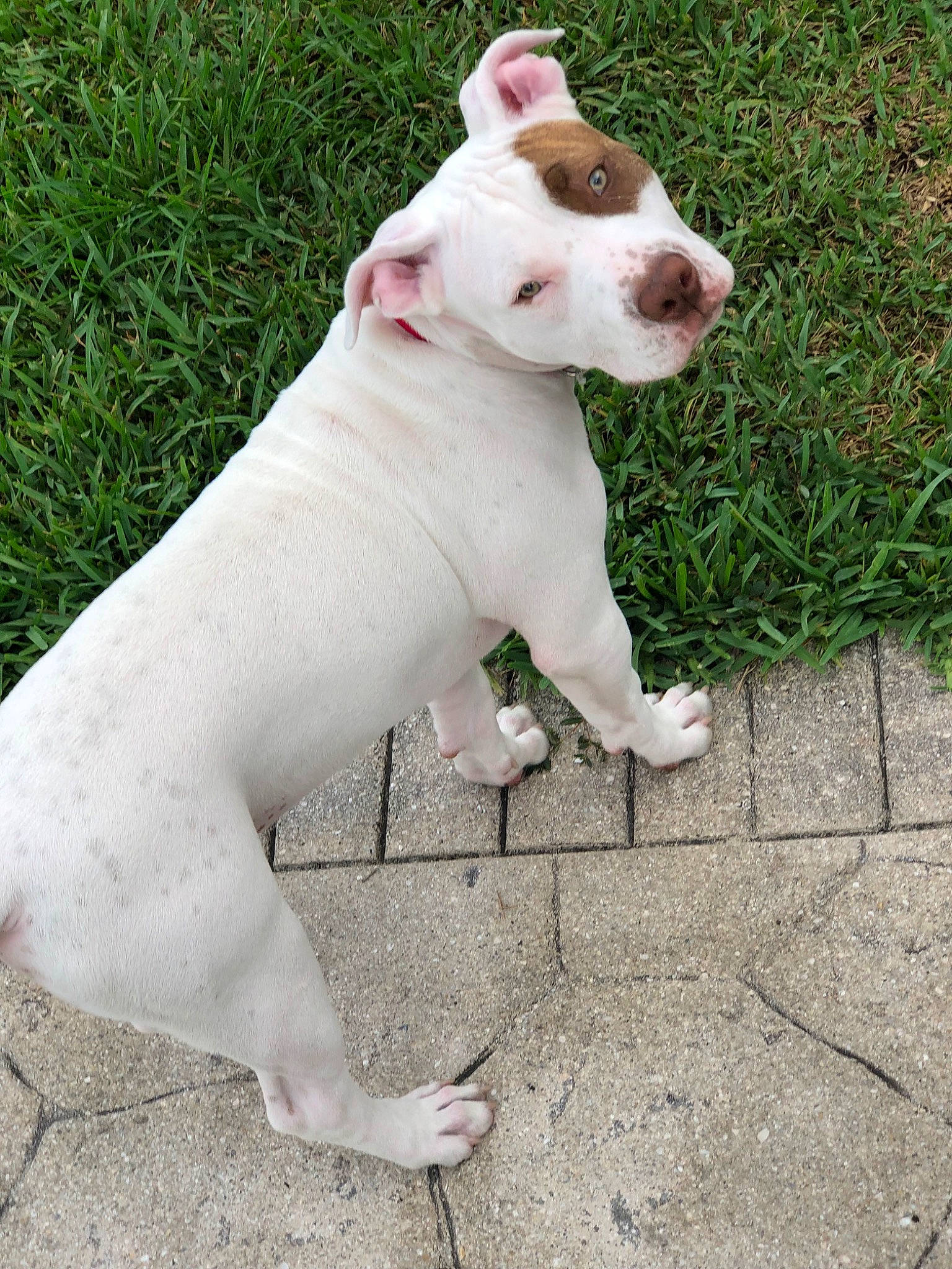 Zeus is registered to the contest to win money with this photo: art, canidae, carnivore, collar, companion_dog, dog, dog_breed, dog_collar, dogo_guatemalteco, fawn, grass, non_sporting_group, old_english_terrier, paw, snout, sporting_group, tail, terrestrial_animal, terrier, working_animal