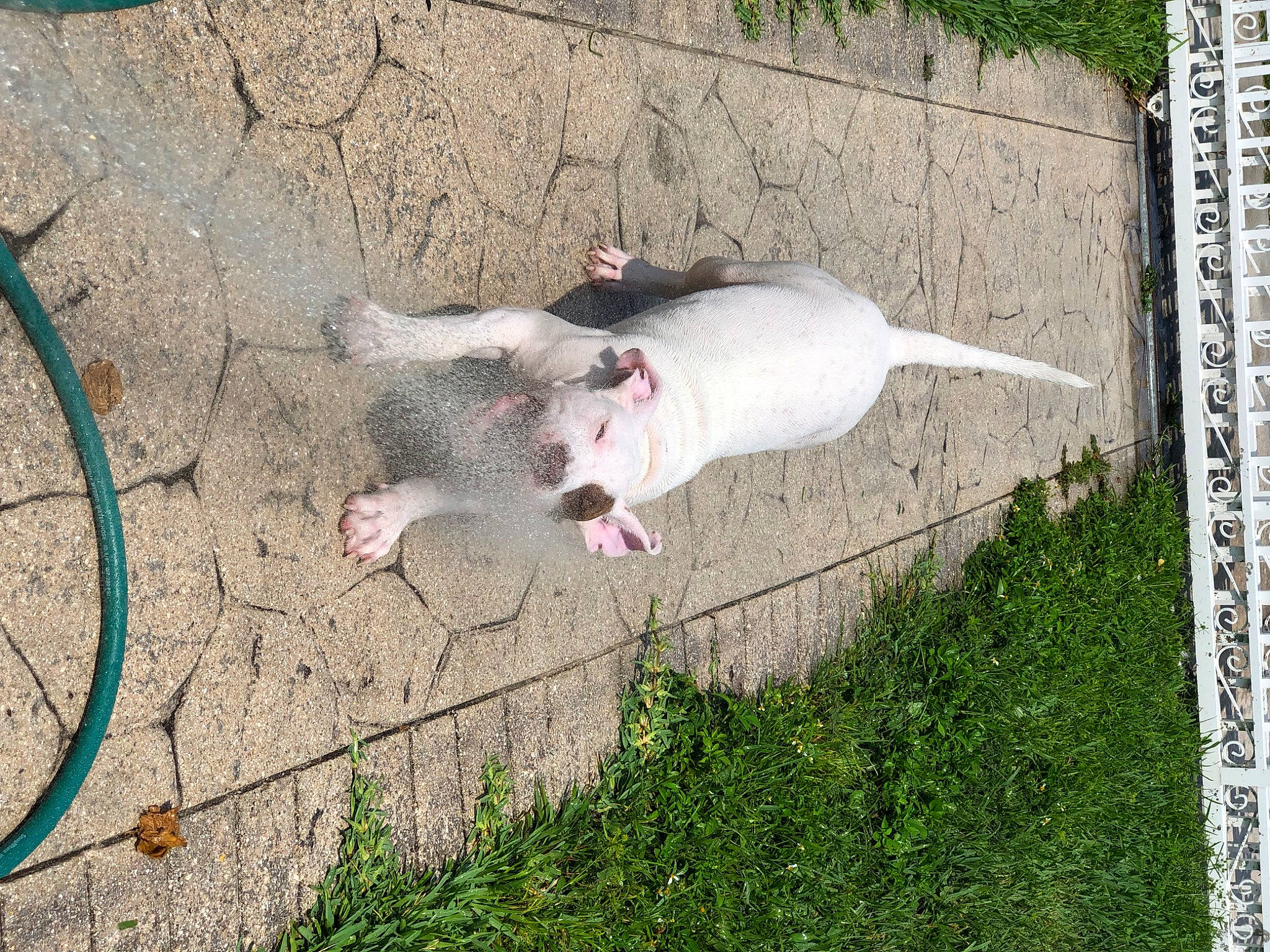 Zeus joined the competition — help win amazing prizes! canidae, carnivore, collar, companion_dog, concrete, dog, dog_breed, fawn, grass, leash, non_sporting_group, plant, rectangle, ruler, sidewalk, snout, sporting_group, tail, terrestrial_animal, working_animal