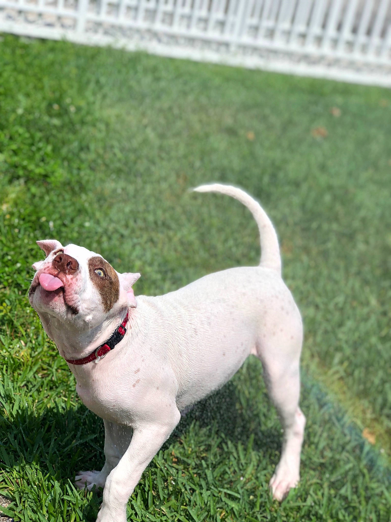 Zeus is registered to the contest to win money with this photo: ancient_dog_breeds, canidae, carnivore, collar, companion_dog, dog, dog_breed, dog_collar, fawn, grass, lawn, leash, non_sporting_group, pet_supply, sporting_group, tail, terrier, toy_dog, working_animal, yard