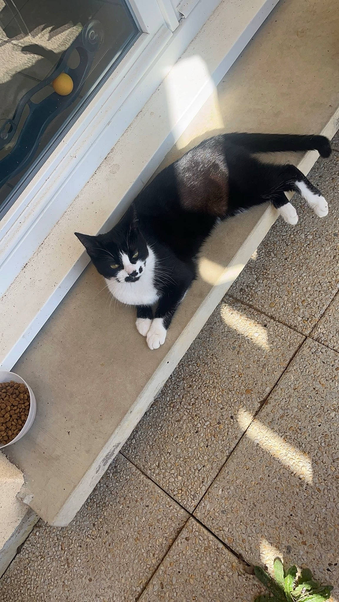 Shadolf a rejoint le concours — aidez-le/la à gagner de superbes lots ! animal_feed, carnivore, cat, cat_supply, domestic_short_haired_cat, eye, felidae, floor, flooring, fur, hardwood, human_leg, pet_food, road_surface, small_to_medium_sized_cats, snout, tableware, tail, whiskers, wood