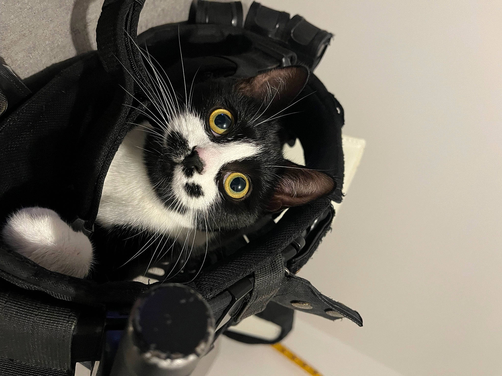 Shadolf participe au concours pour gagner de l'argent avec cette photo : art, auto_part, automotive_design, automotive_tire, automotive_wheel_system, bag, bicycle_part, black_cat, carnivore, cat, eyelash, eyewear, fashion_accessory, felidae, metal, personal_protective_equipment, rim, small_to_medium_sized_cats, wheel, whiskers