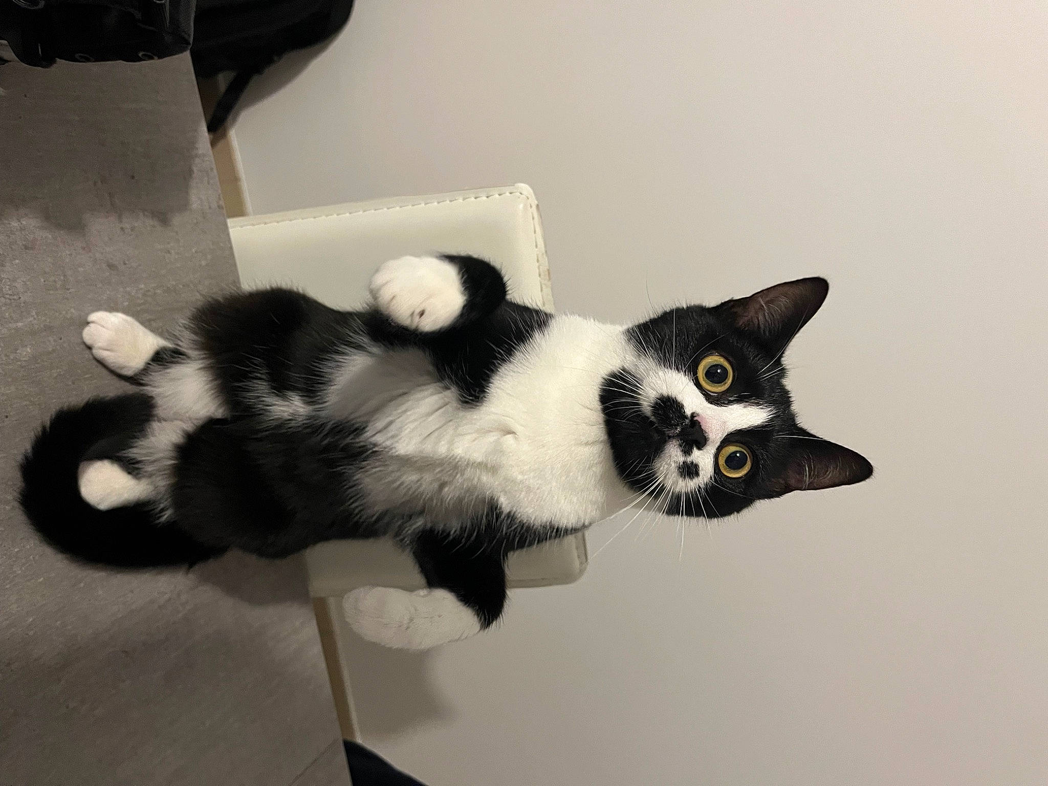 Shadolf a rejoint le concours — aidez-le/la à gagner de superbes lots ! carnivore, cat, cat_supply, claw, comfort, domestic_short_haired_cat, eye, felidae, fur, head, paw, pet_supply, small_to_medium_sized_cats, snout, tail, terrestrial_animal, whiskers