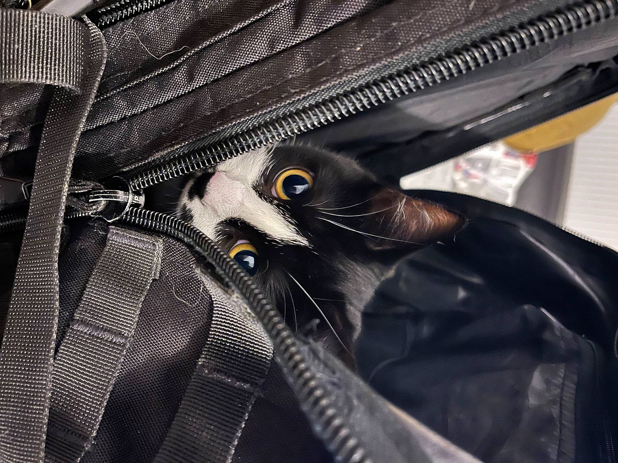 Shadolf a rejoint le concours — aidez-le/la à gagner de superbes lots ! auto_part, automotive_exterior, automotive_tire, automotive_wheel_system, bicycle_tire, carbon, carnivore, cat, electric_blue, fashion_accessory, felidae, hood, metal, motor_vehicle, pattern, rim, small_to_medium_sized_cats, spoke, whiskers, wire