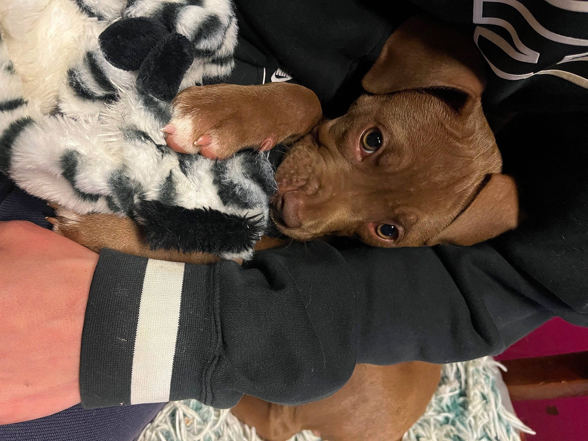 Véga-missyl participe au concours pour gagner de l'argent avec cette photo : canidae, carnivore, comfort, companion_dog, dog, dog_breed, fawn, fur, gesture, grey, guard_dog, nail, pattern, paw, pointing_breed, snout, sporting_group, terrestrial_animal, working_animal, wrinkle