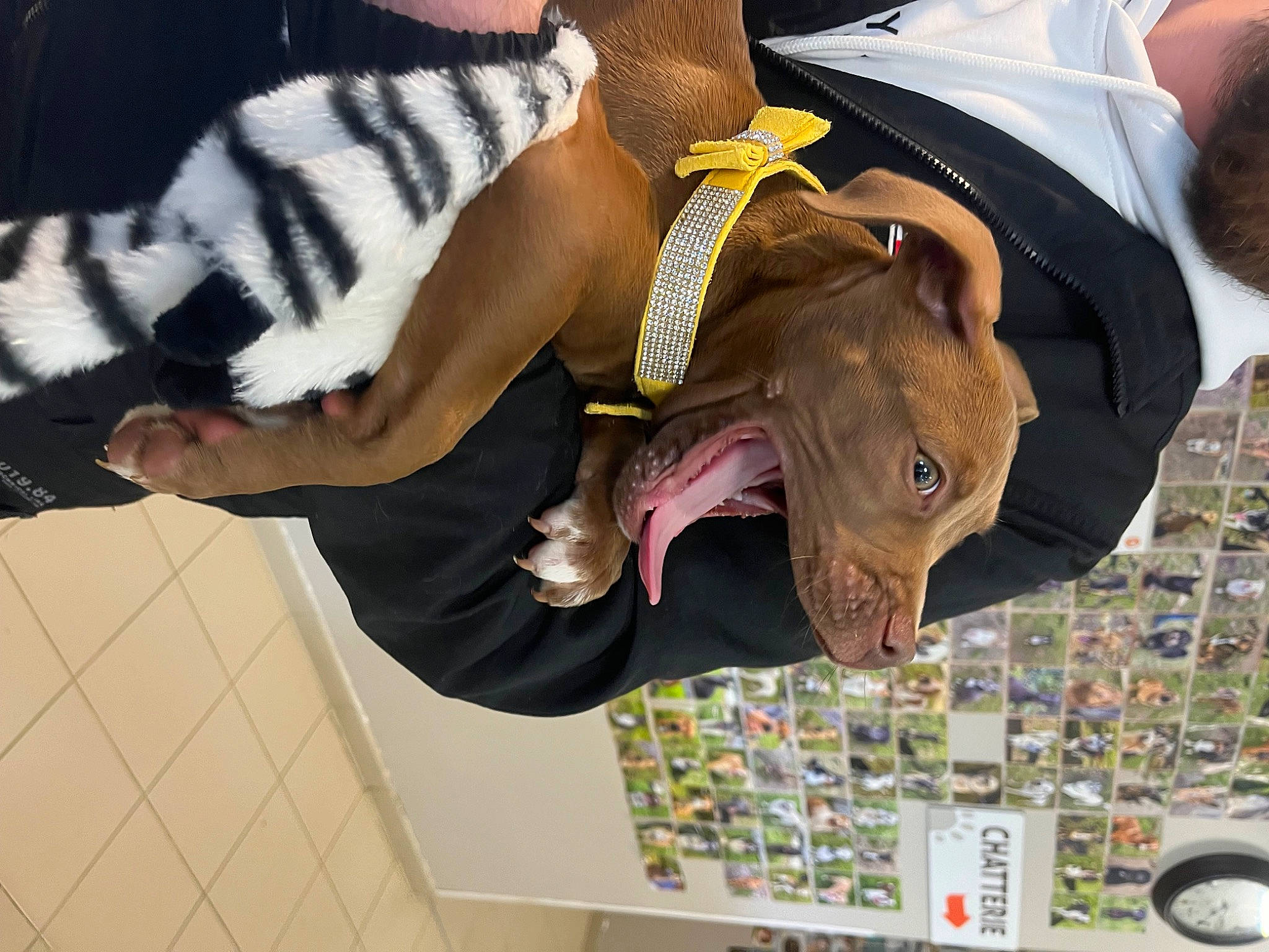 Véga-missyl participe au concours pour gagner de l'argent avec cette photo : design, elbow, event, eyewear, fashion_accessory, fun, gesture, hat, room, suit, tie, tradition, wrist