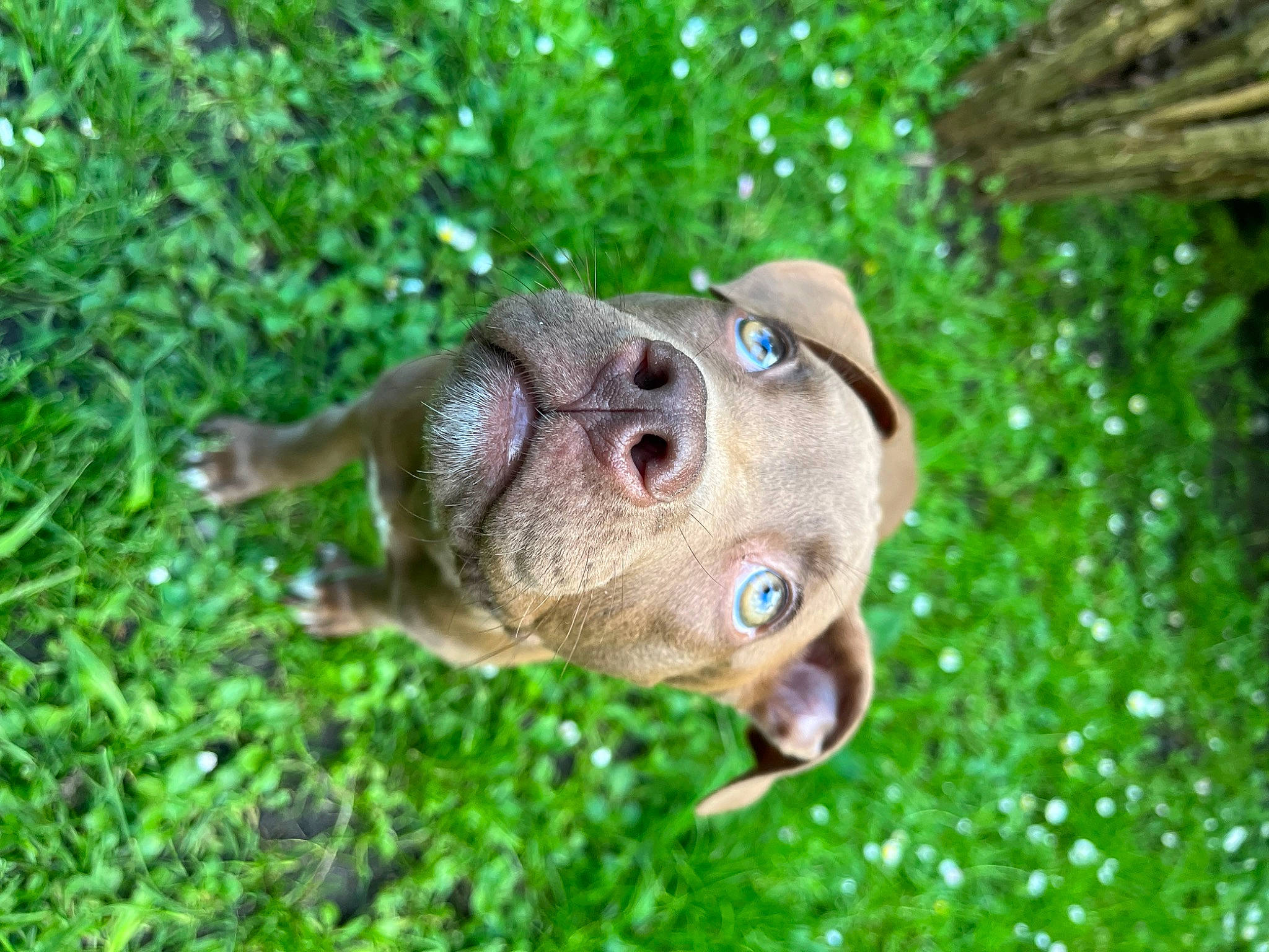 Véga-missyl a rejoint le concours — aidez-le/la à gagner de superbes lots ! amphibian, art, canidae, carnivore, companion_dog, dog, dog_breed, grass, lawn_ornament, liver, plant, reptile, sporting_group, terrestrial_animal, terrestrial_plant, whiskers, wildlife, wood, working_animal