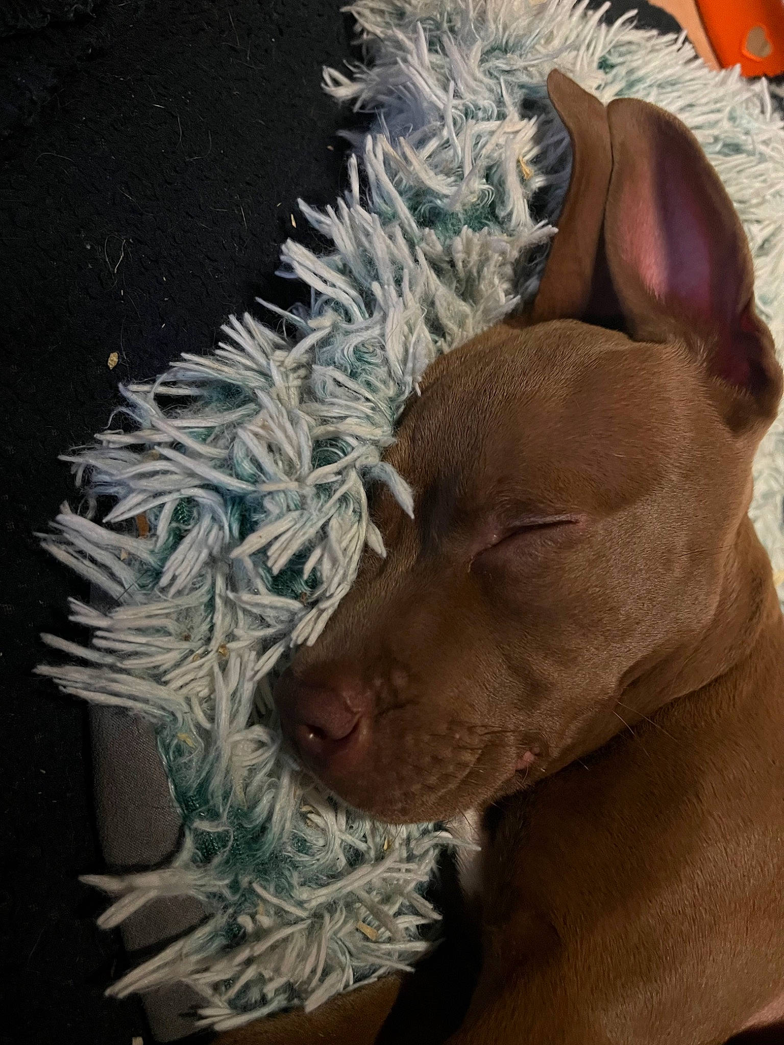 Véga-missyl a rejoint le concours — aidez-le/la à gagner de superbes lots ! art, canidae, carnivore, companion_dog, dog, dog_breed, fawn, felidae, fur, liver, organism, sculpture, snout, sporting_group, suidae, tail, terrestrial_animal, whiskers, wildlife, working_animal