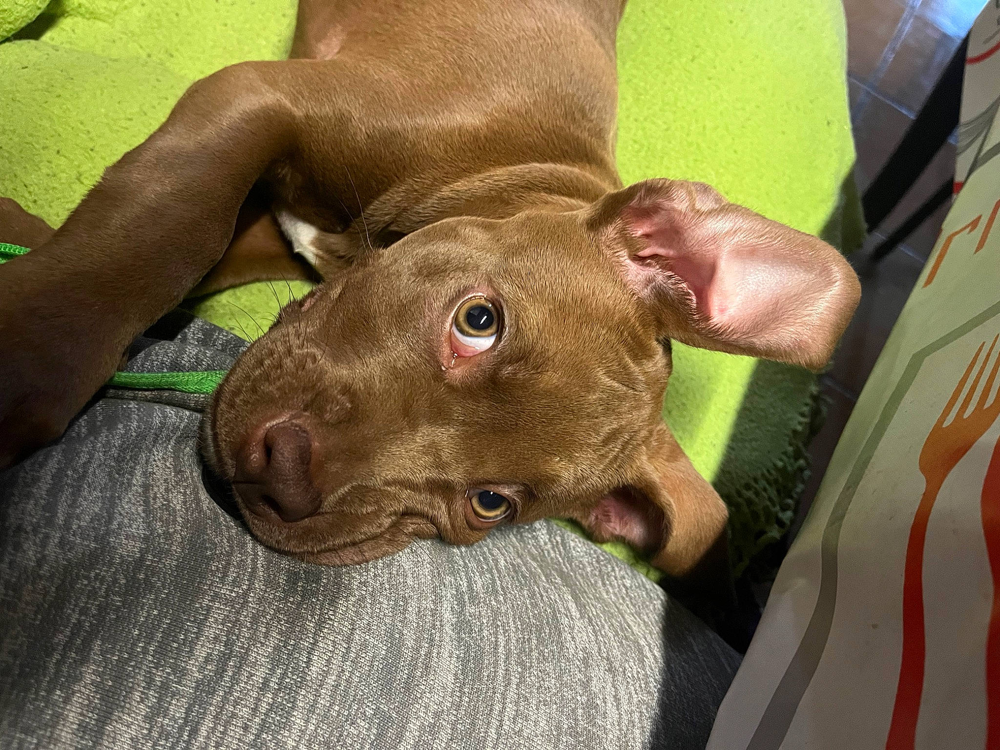 Véga-missyl a rejoint le concours — aidez-le/la à gagner de superbes lots ! canidae, carnivore, collar, comfort, companion_dog, dog, dog_breed, dog_collar, ear, liver, non_sporting_group, pet_supply, terrestrial_animal, whiskers, working_animal, wrinkle