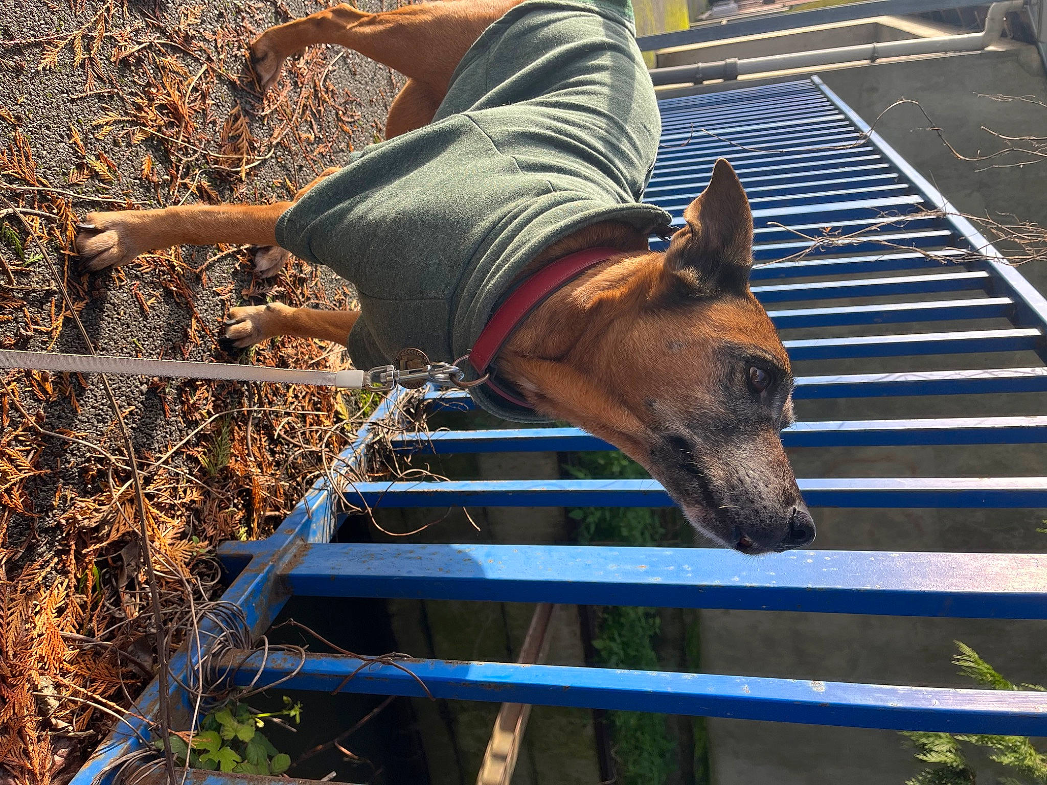 Diva participe au concours pour gagner de l'argent avec cette photo : canidae, carnivore, companion_dog, dog, dog_breed, dog_supply, fawn, grass, guard_dog, landscape, liver, livestock, plant, snout, soil, sporting_group, terrestrial_animal, wildlife, wood, working_animal