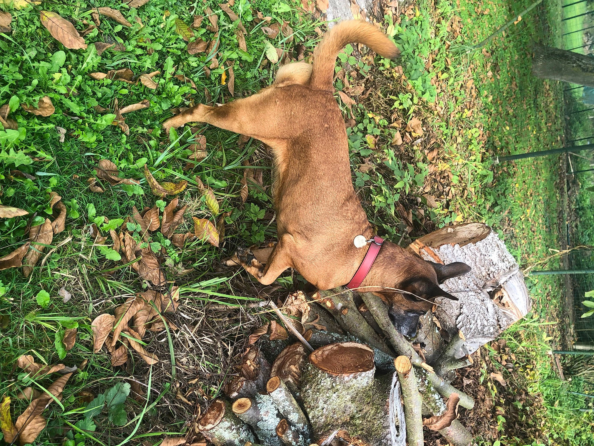 Diva participe au concours pour gagner de l'argent avec cette photo : art, canidae, dog_breed, fawn, goats, grass, groundcover, hunting_dog, liver, livestock, plant, snout, soil, sporting_group, tail, terrestrial_animal, terrestrial_plant, wildlife, wood, working_animal