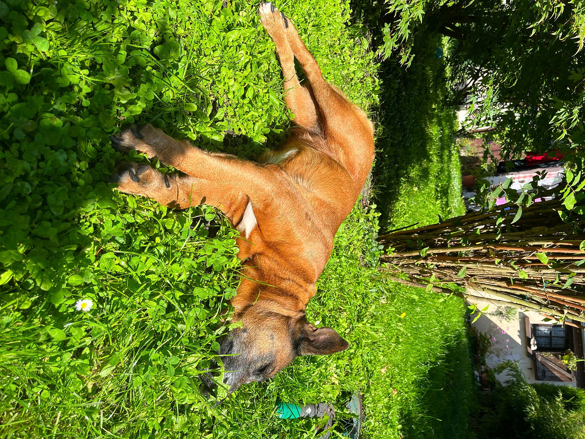 Diva a rejoint le concours — aidez-le/la à gagner de superbes lots ! canidae, fawn, gesture, grass, groundcover, human_leg, landscape, natural_landscape, pasture, people_in_nature, plant, shrub, snout, sporting_group, tail, terrestrial_animal, tree, trunk, wildlife, wood