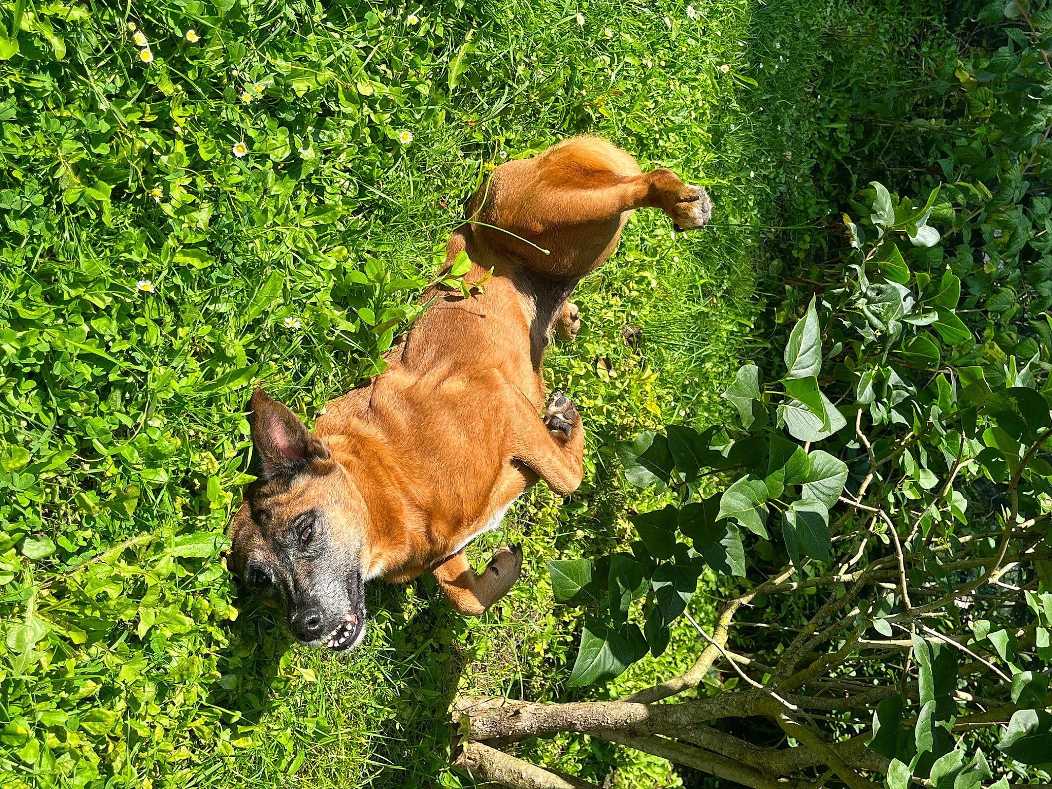 Diva a rejoint le concours — aidez-le/la à gagner de superbes lots ! canidae, carnivore, companion_dog, dog, dog_breed, fawn, felidae, grass, grassland, groundcover, indian_rhinoceros, liver, plant, shrub, snout, sporting_group, tail, terrestrial_animal, wildlife, working_animal