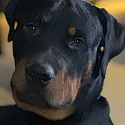 Bear is registered to the contest to win money with this photo: animal, black, brown, canine, close_up, companion, cute, dog, domestic, ears, eyes, face, fur, head, indoor, looking, muzzle, pet, portrait, rottweiler
