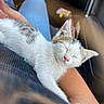 adorable, calico, car_seat, cat, closeup, cozy, cuddle, ears, hand, human_arm, indoor, jeans, kitten, lap, nap, pet, pink_nose, sleeping_cat, whiskers, white_fur