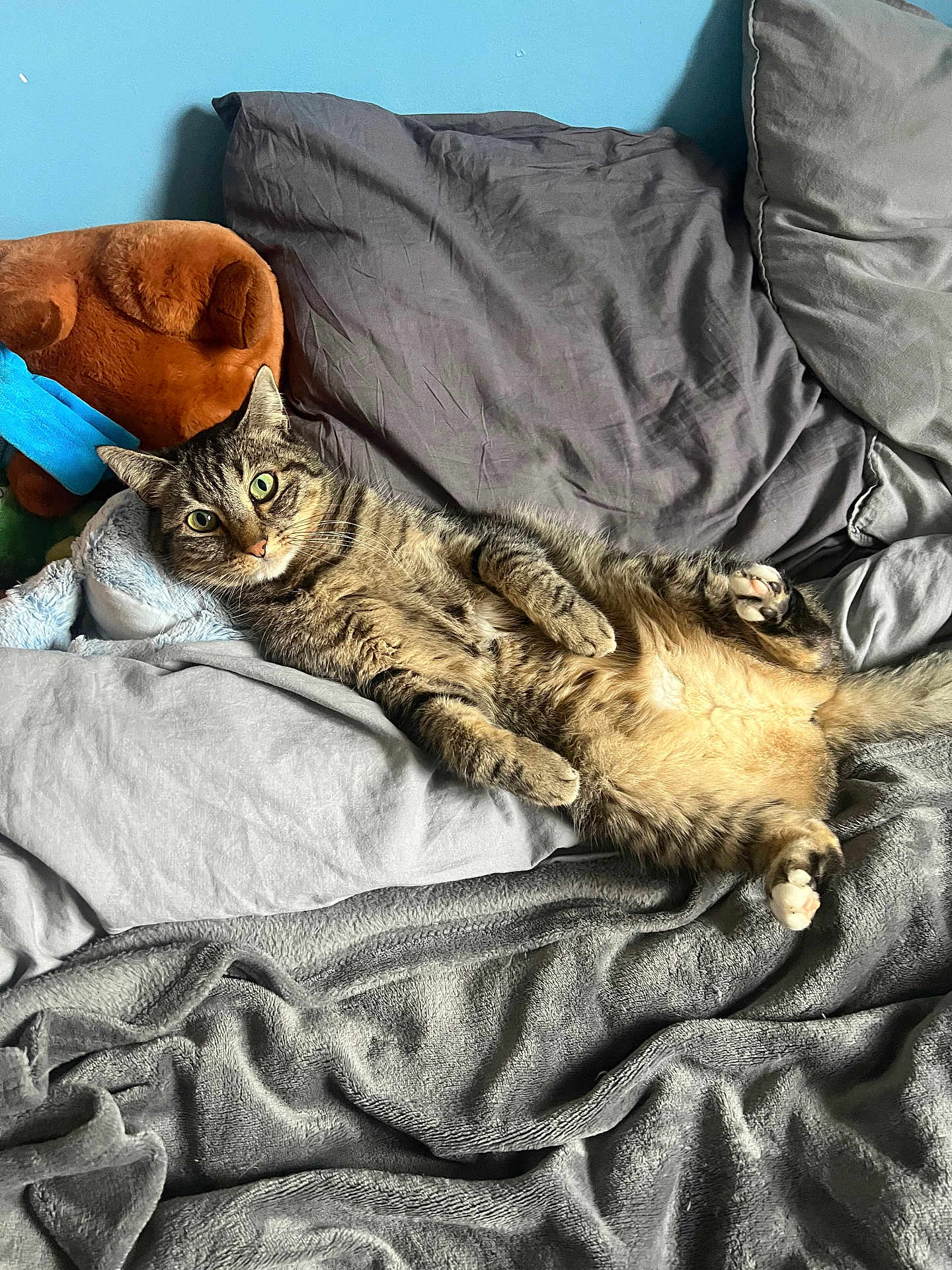 Reinkeupeul participe au concours pour gagner de l'argent avec cette photo : cat, tabby_cat, pet, bed, blanket, pillow, plush_toy, relaxed, belly, paws, whiskers, green_eyes, indoor, cozy, fur, lounging, playful, home, bedding, portrait