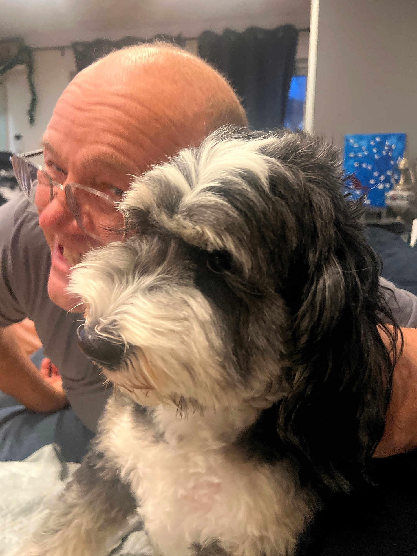 Penelope is registered to the contest to win money with this photo: man, dog, indoor, smile, glasses, fur, black_and_white, pet, happy, close_up, portrait, bed, blanket, hair, face, canine, companion, home, friendship, cuddle