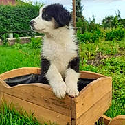 Scooby a rejoint le concours — aidez-le/la à gagner de superbes lots ! puppy, dog, black_and_white, wooden_box, grass, outdoor, garden, pet, cute, young, nature, animal, furry, greenery, plant, side_view, small, adorable, curious, wood