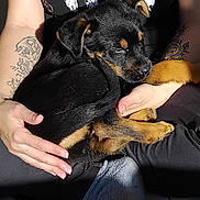 Captain a rejoint le concours — aidez-le/la à gagner de superbes lots ! puppy, dog, pet, animal, black_and_tan, hands, tattoo, person, lap, sitting, closeup, fur, cute, domestic_animal, resting, sunlight, shadow, casual_clothing, indoor, comfort