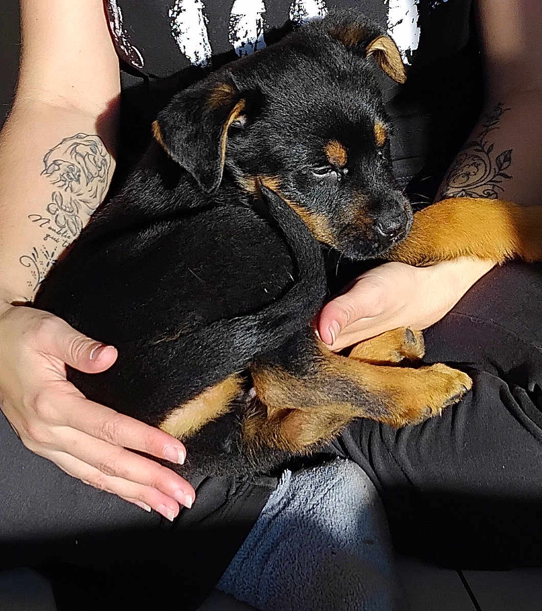 Captain a rejoint le concours — aidez-le/la à gagner de superbes lots ! puppy, dog, pet, animal, black_and_tan, hands, tattoo, person, lap, sitting, closeup, fur, cute, domestic_animal, resting, sunlight, shadow, casual_clothing, indoor, comfort