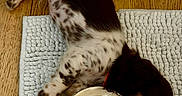 Bazil a rejoint le concours — aidez-le/la à gagner de superbes lots ! puppy, dog, spotted, lying_down, water_bowl, rug, wooden_floor, pet, domestic_animal, sleepy, brown, white, black, fur, collar, indoor, resting, cute, animal, floor